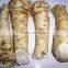 Dried Powdered Horseradish