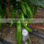 Chinese F1 Big Horn Hybrid Hot Pepper Seeds For Sale-3100