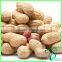 Dried Organic Peanuts In Shell From China