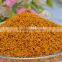 chrysanthemum pollen on sales best unique