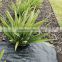 agricultrual black weed mat