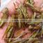 Freeze Dried Locusts For Pet Birds Food