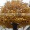 Artificial Large Outdoor Golden Ficus Trees /Garden Decor Fiberglass Ficus/Banyan Tree