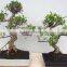 Ficus Microcarpa Bonsai Tree in 15cm,20cm, 25cm ,30cm Pot