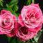 Export Fresh Cut Rose Flower Best Selling Fresh Rose Banquets For Wedding Decoration