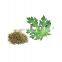 Herb dried papaya leaves/ wholesale dried papaya leaf/ tea herb from Vietnam