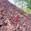 Volcanic Stone (Volcanic Rock or Pumice)      Gardening Paving Volcanic Rock Stone