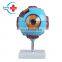 HC-S257 Advanced eyeball enlarged teaching eye anatomical model