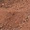 Automatic Cocoa Powder Grinding Machine Cocoa Pulverizer Cocoa Mill Grinder Powder Making Machine