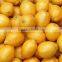 Hot Sale New Type Large Automatical Lemon Plum Washing Machine