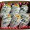 Epe Foam Net Packaging
