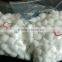 Sterilized Cotton Balls