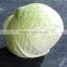 Fresh Cabbage