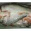 frozen silver carp whole Water Fish