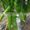 Chinese F1 Big Horn Hybrid Hot Pepper Seeds For Sale-3100