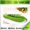 Hot Sale Bitter Melon Extract