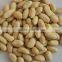 38/42 BLANCHED PEANUT KERNEL FOR SELL