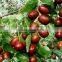 High quality Chinese Jujube fruit shanxi Special grade dried red dates