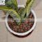 4-8mm 8-16mm Hydro Expanded Clay for Hydroponics, Aquaponics Aquarium etc.