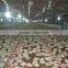 Automatic broiler feeding system for chicken