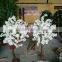 cherry tree good quality decoration tree hot sale table decor blossom tree