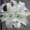 lily flowers white fresh cut for blessing from Kunming