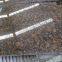 Baltic Brown Granite Polished Floor Tiles Kitchen Countertops