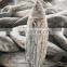 IQF WR frozen skipjack tuna fish cheap price for export import
