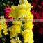 Fresh cut new arrival pure snapdragon flower