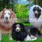 Cosplay Christams Hallween Party pet dog wigs costume