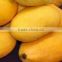 Fresh Pakistani Mango with Approved EU Quality Standards
