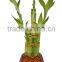indoor plants 30cm straight lucky bamboo live plants