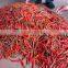 Fresh Chilli - Cheap price