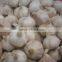 Hot Sale Fresh Chinese Normal White Garlic