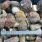 2015 New Crop High Quality Frozen Porcini Mushrooms Grade A, Haccp, BRC ISO