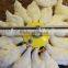 Hot sale automatic chicken chain pan feeder with 16 grilles for poultry equipment