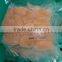 frozen fan shell scallop without chemical treated