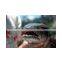 SNAKEHEAD/ CHANNA/ OPHIOCEPHALUS