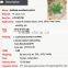 Mini succulent plants bonsai high quality succullent plants