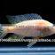 Cichlid fish farm for sale and export