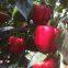 Hybrid Sweet Pepper Seeds Red Pepper Vegetable Seeds No.14