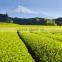 Natural Green tea To Boost Your Energy