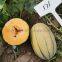 M176 F1 Janna Type Hybrid Melon Seed