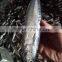 2015 frozen bonito whole round 300-500g/pc for marketing