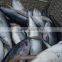Frozen yellowfin tuna fish