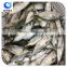 wholesale frozen fish Indian mackerel whole round