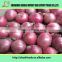 Organic 40-70mm fresh red onions/Fresh organic Onions /wholesale onion