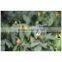 Top quality 2.4G 4CH single propeller mini rc helicopter for boys toys