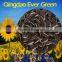 new crop Inner Mongolia Sunflower Seeds 363