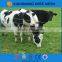 High tensile hinge joint knot , cattle fence , fIeld fence